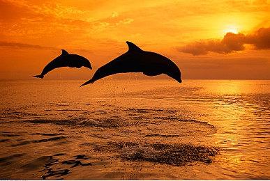 由于海量差评 育碧隐藏了NFT平台的油管预告片