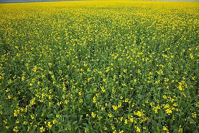 《月风魔传：不朽之月》1.0正式版明天上线