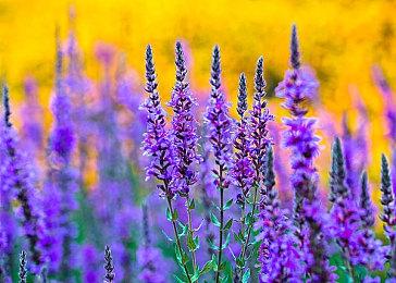 《消逝的光芒2》圣诞活动开启 冬季更新武器库再升级